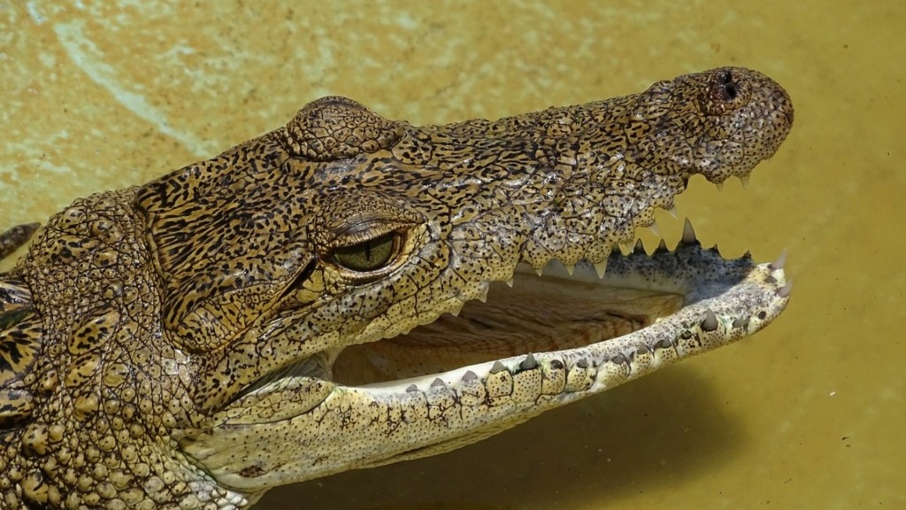 crocodilos new