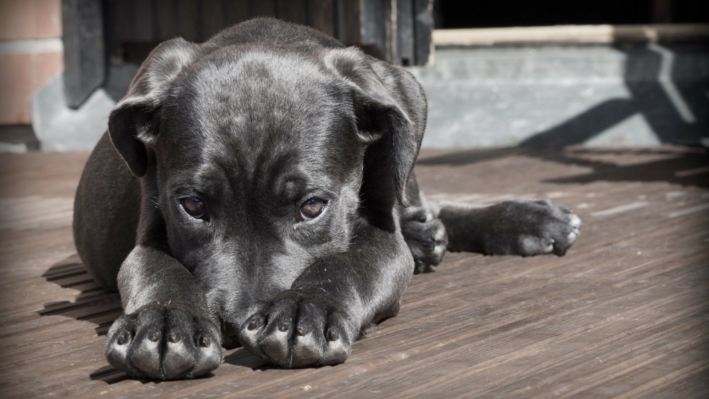 dog_NEW