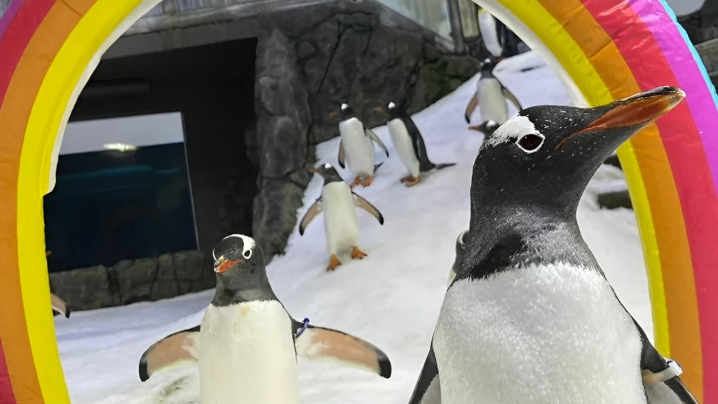 gay-pingouinos-aystralia-pethane