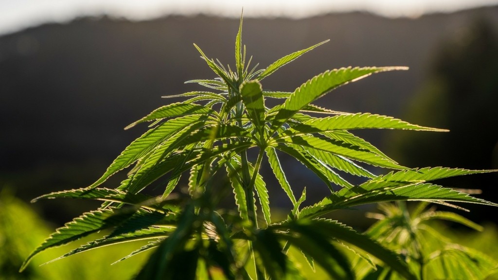 hemp-new