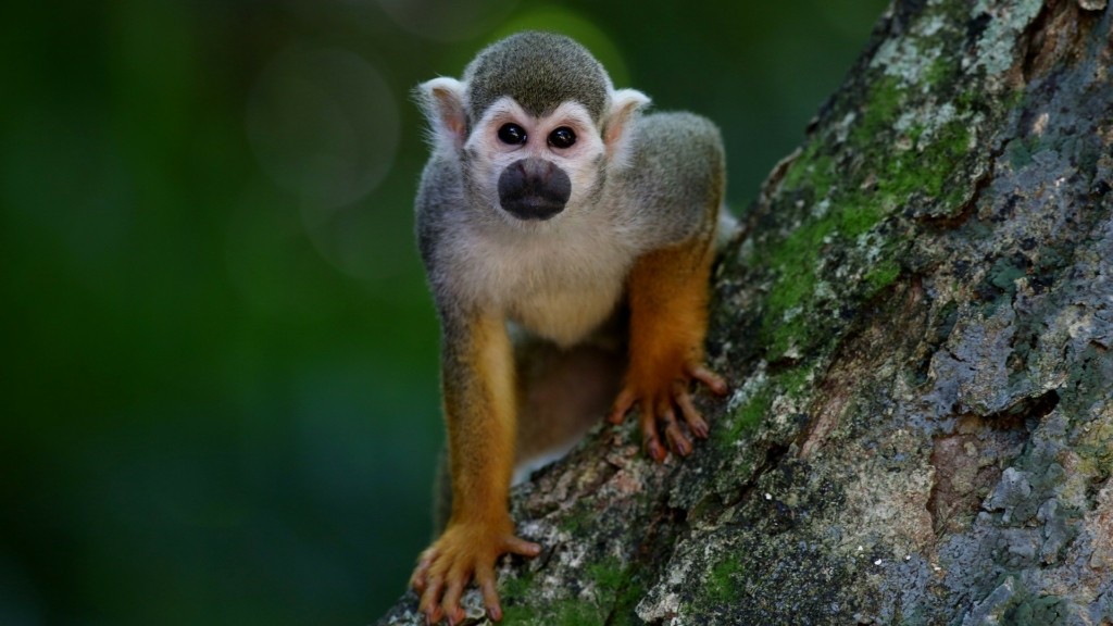 monkey-new