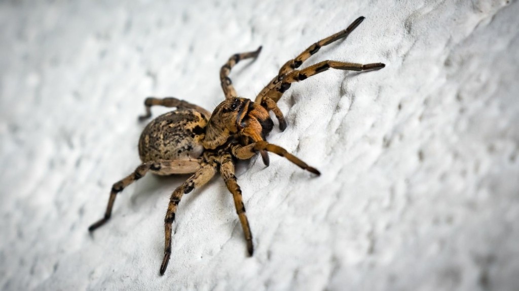 spider-new