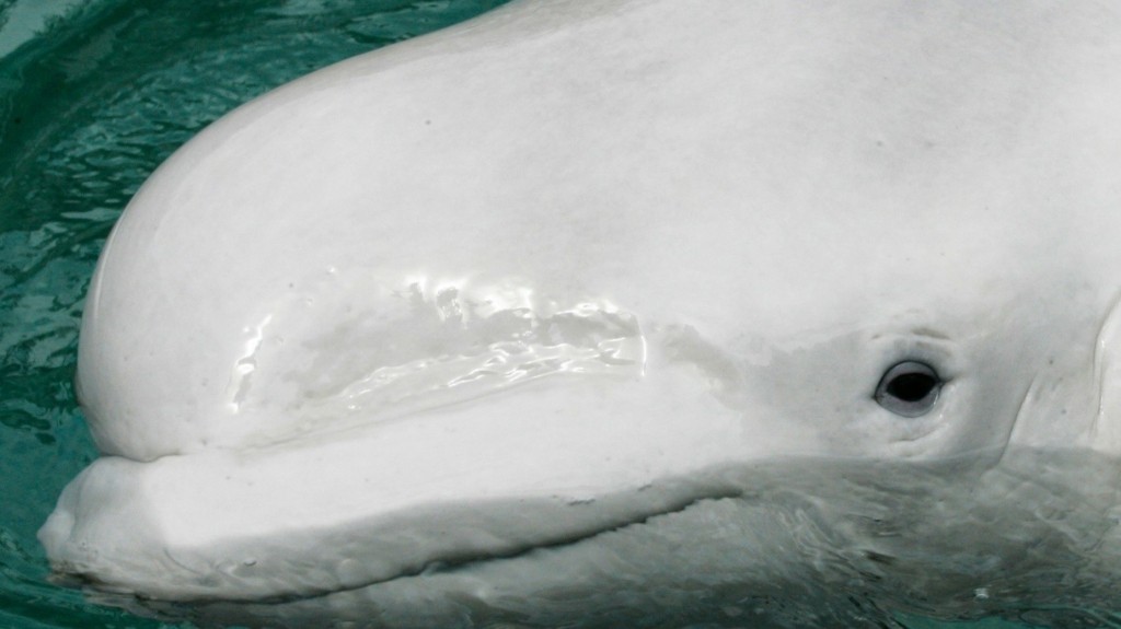 beluga