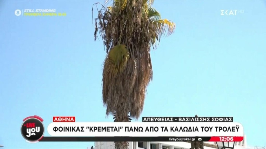 foinikas new