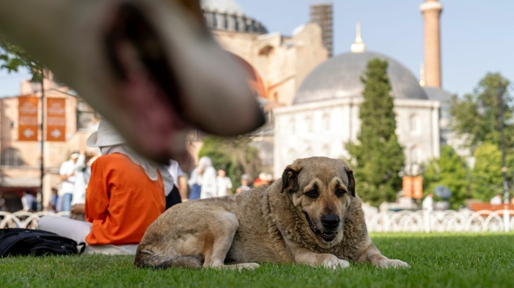 instabul_strays