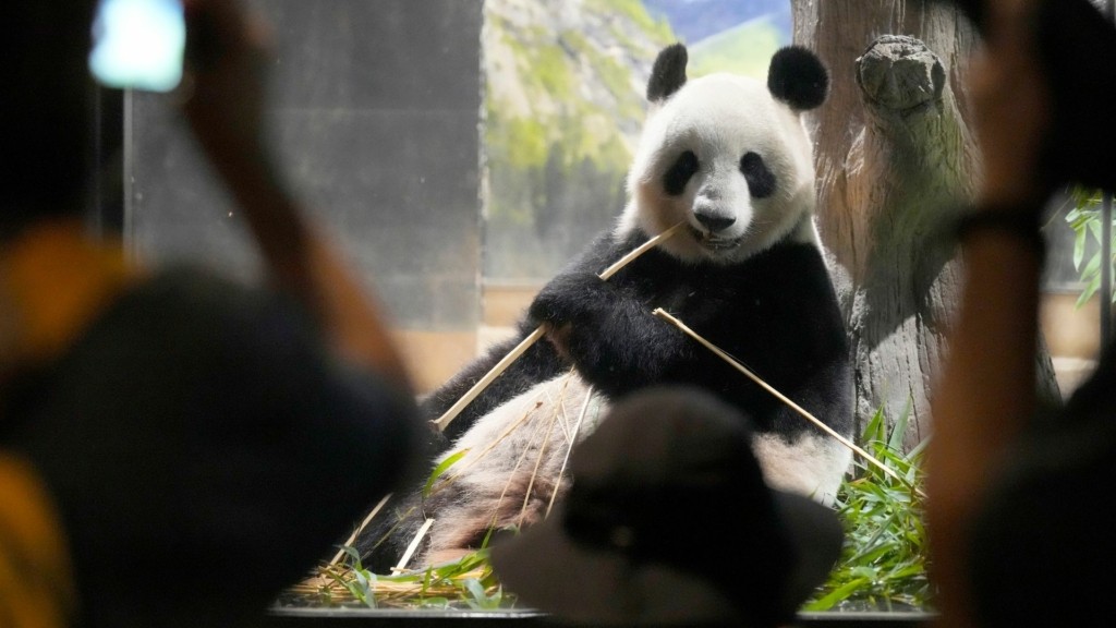 panda_japan_china_new