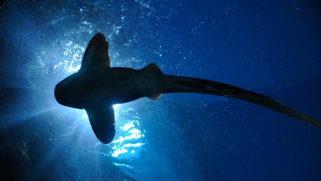 shark-164899_1920