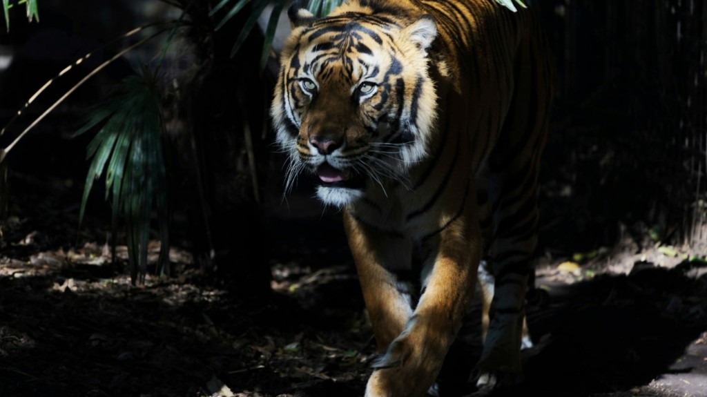 tiger new