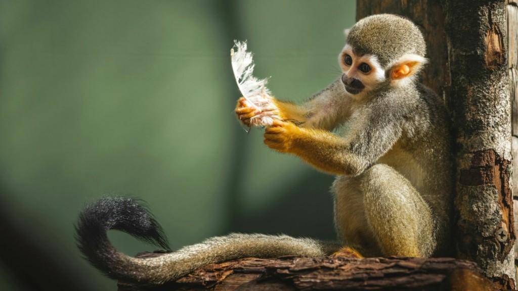 SquirrelMonkey