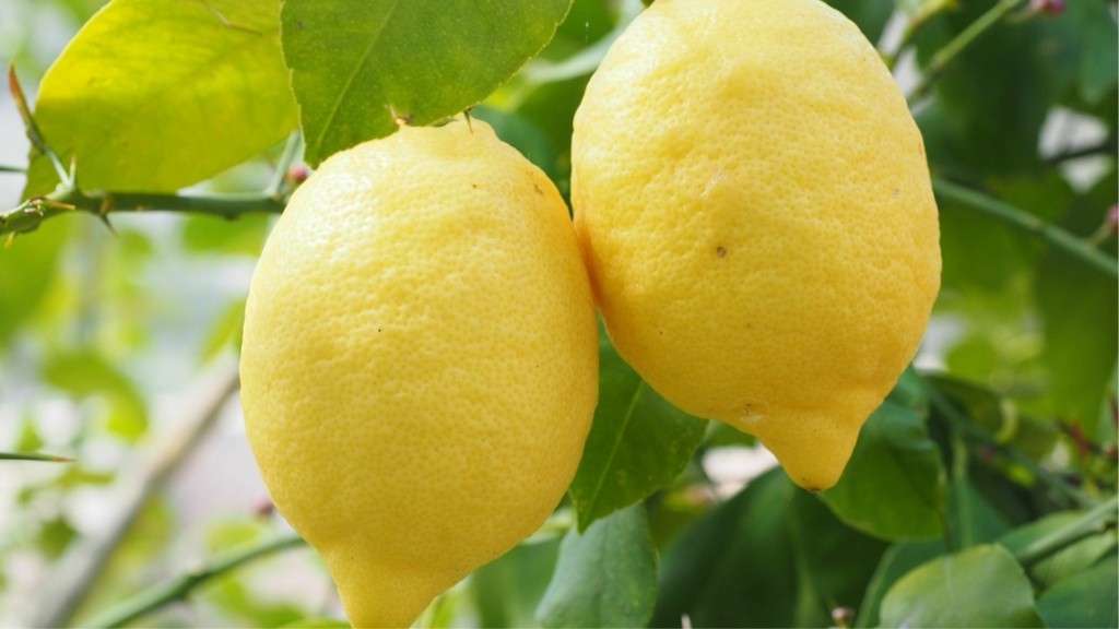 lemonia new