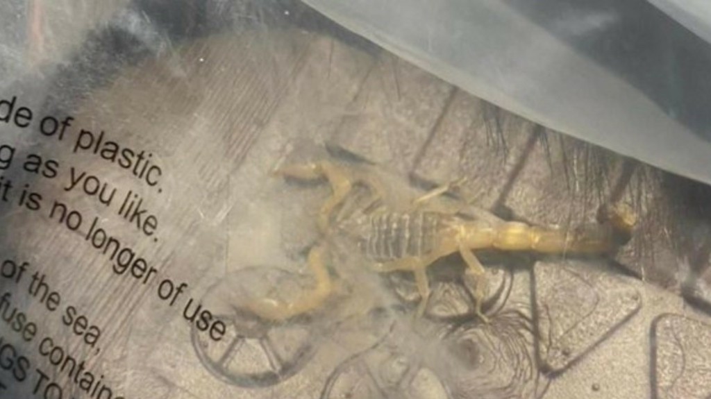 scorpios