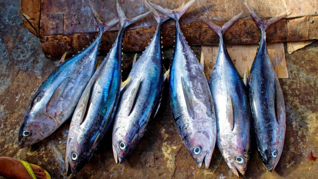 tuna-fish