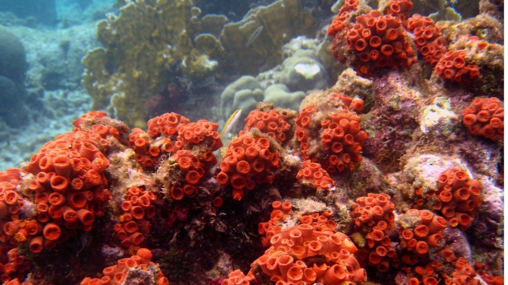 coral new