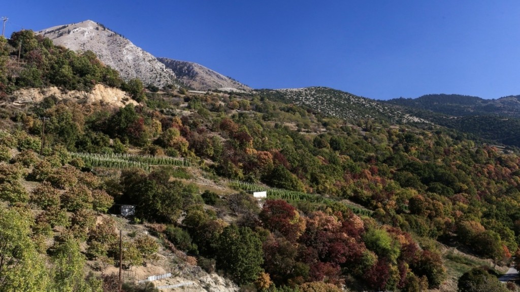 kissavos