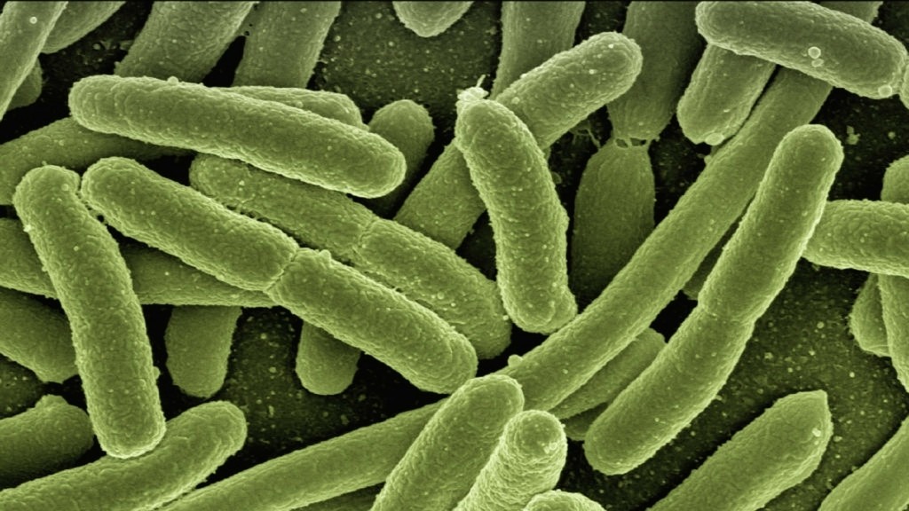 koli-bacteria_1811_1920-1080_new