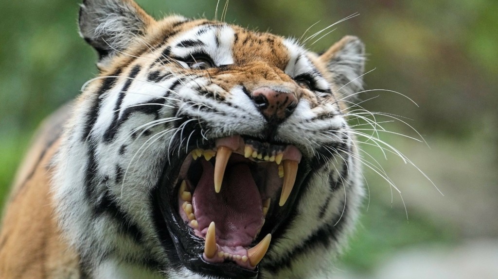 siberian tiger