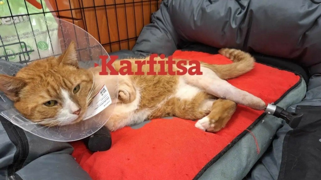 gatos_prostheta_melh1