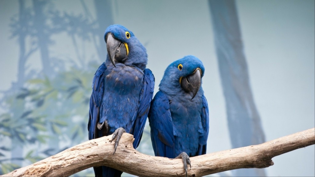 papagaloi parotts