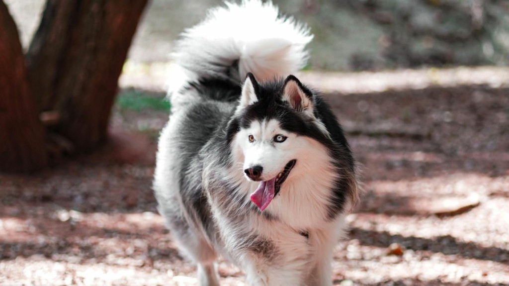Alaskan Malamute