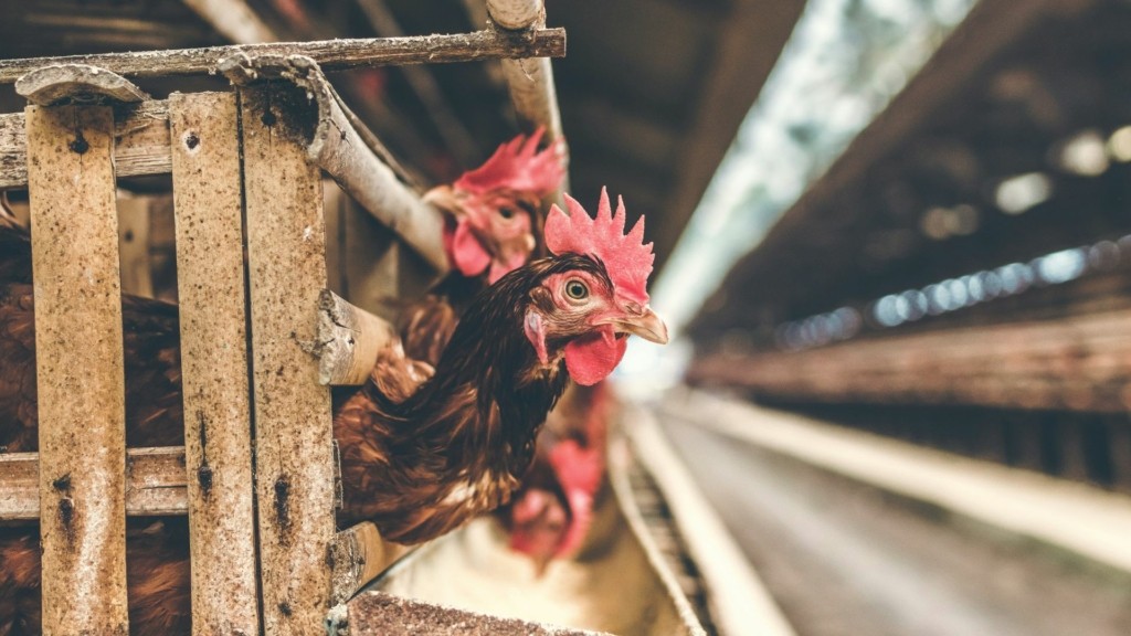 chickens_birdflu