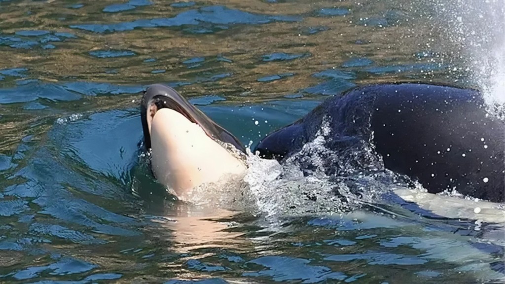 orka-mwro