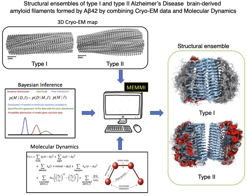 Credit διαγράμματος: Adapted from Milanesi, Brotzakis, Vendruscolo, 2025, Science Advances, under CC BY 4.0 license. DOI: 10.1126/sciadv.adr7008 και NAFlex (IRB Barcelona).