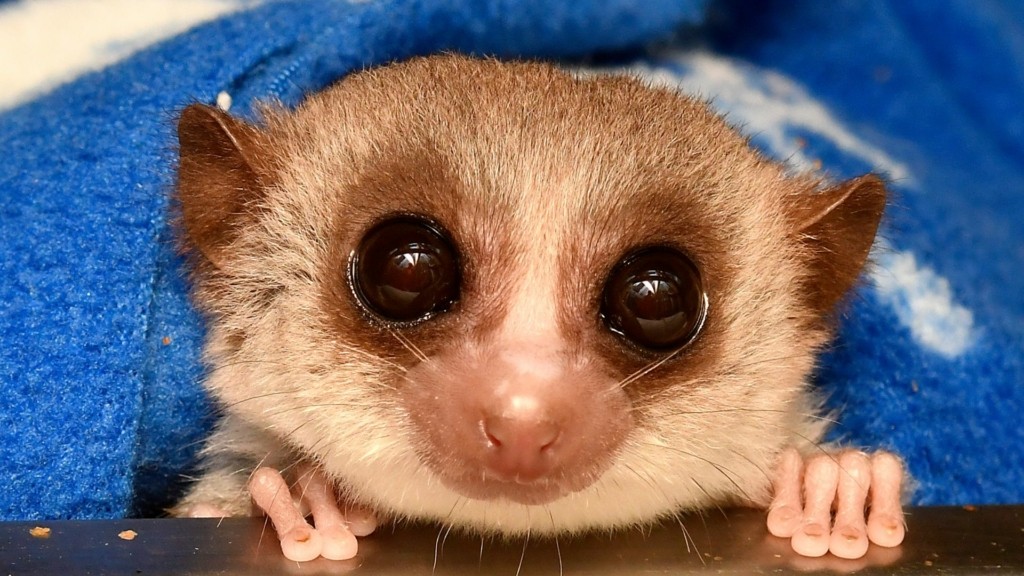 dwarf_lemur