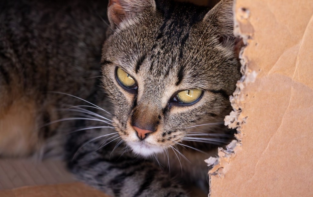 gata-kouti-4