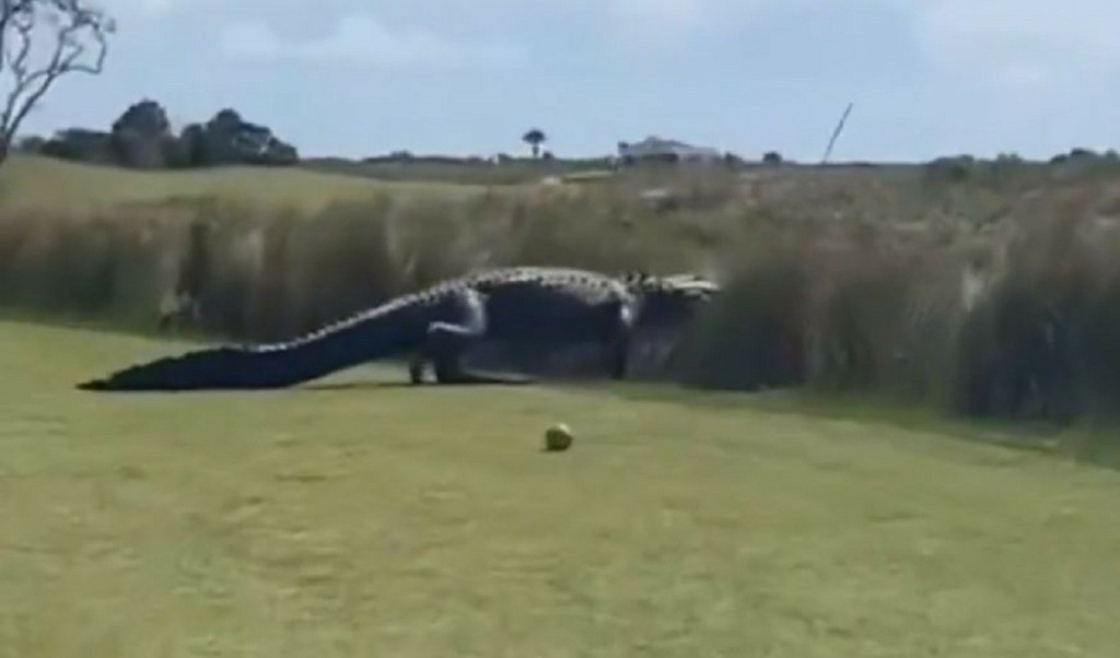 aligatoras-golf