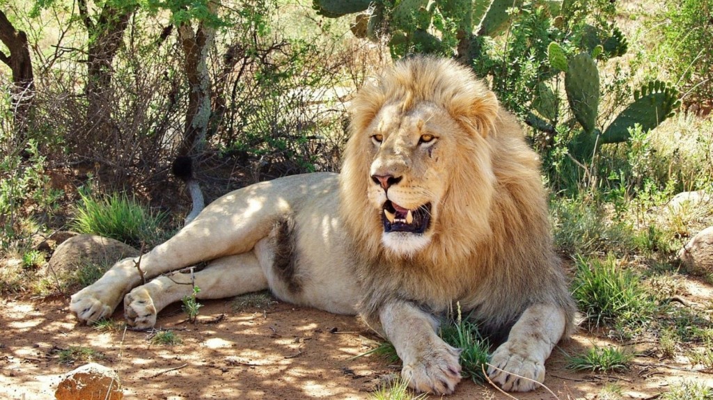 lion new