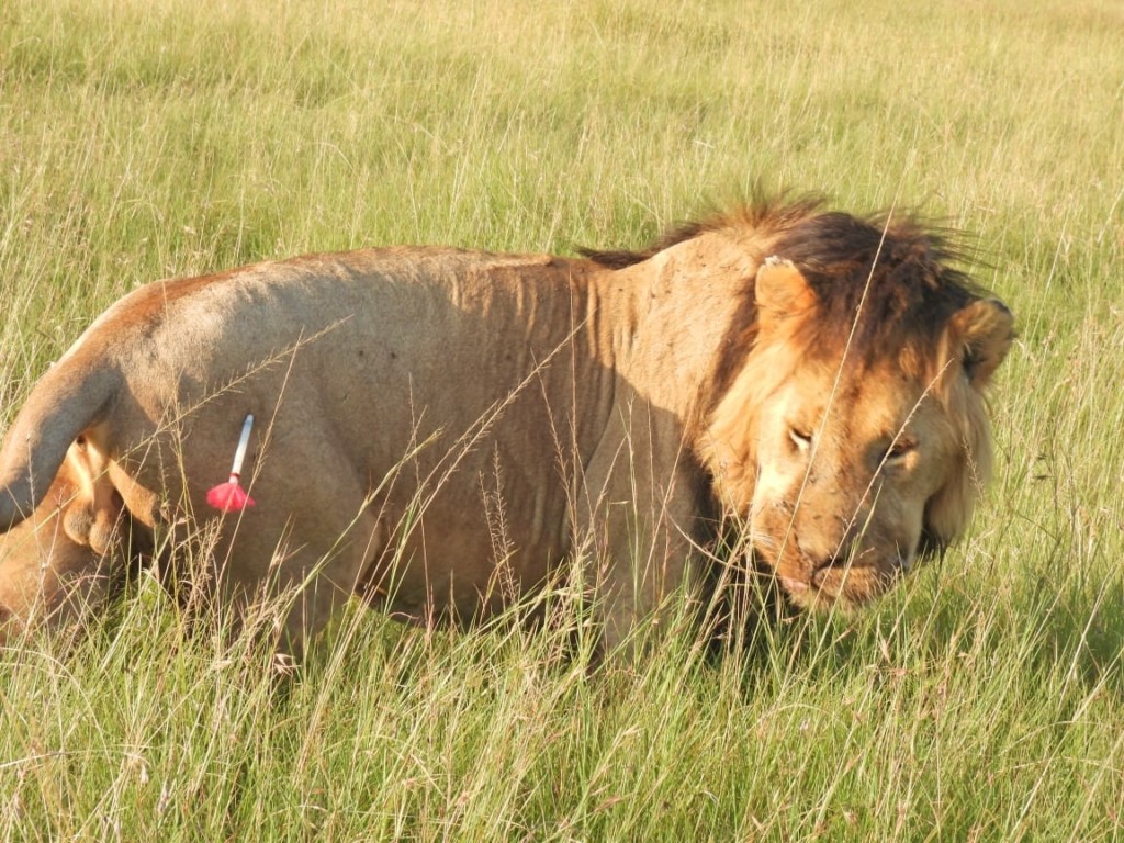 liontari