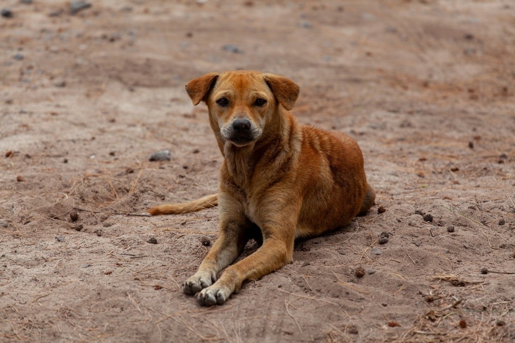 stray-dog-on-beach-4508243_1280