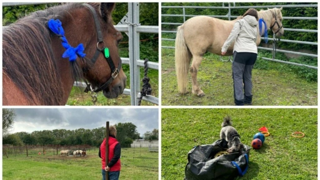 w26-85537cheval1