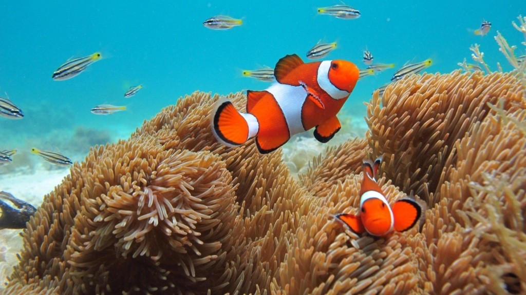 Clownfish