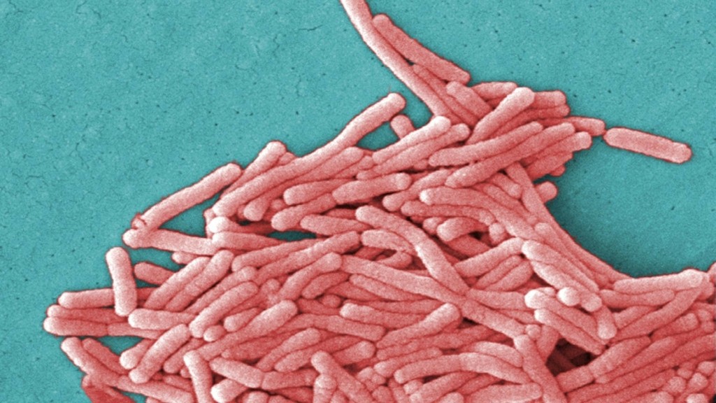 Legionella_pneumophila_wiki