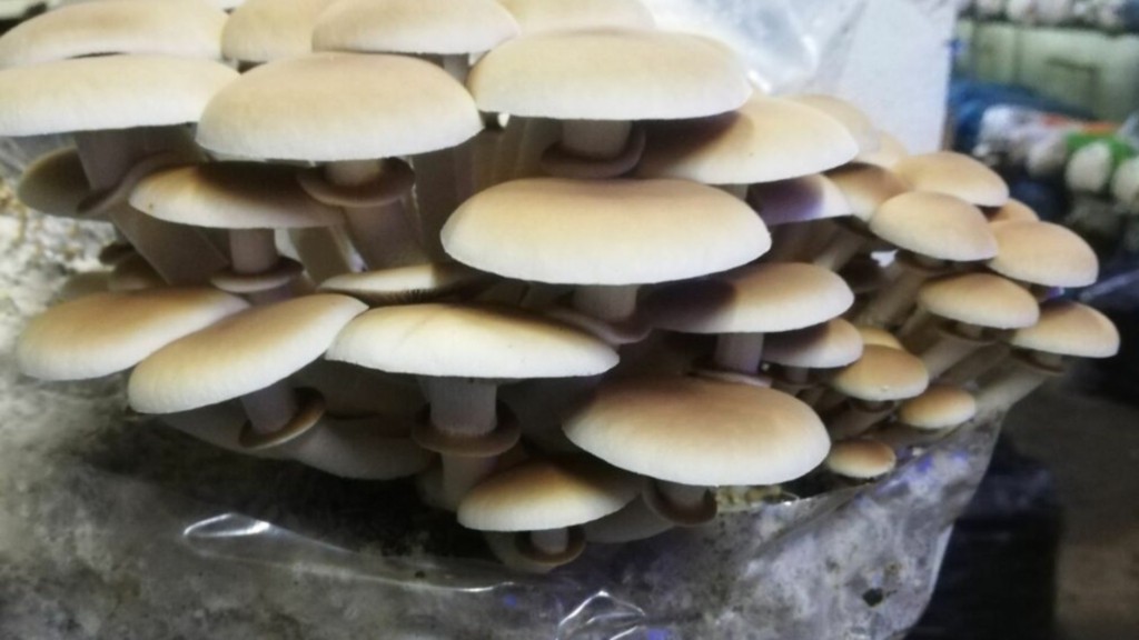 manitaria new