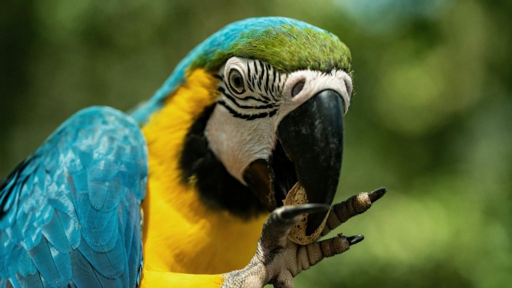 papagalos_unsplash