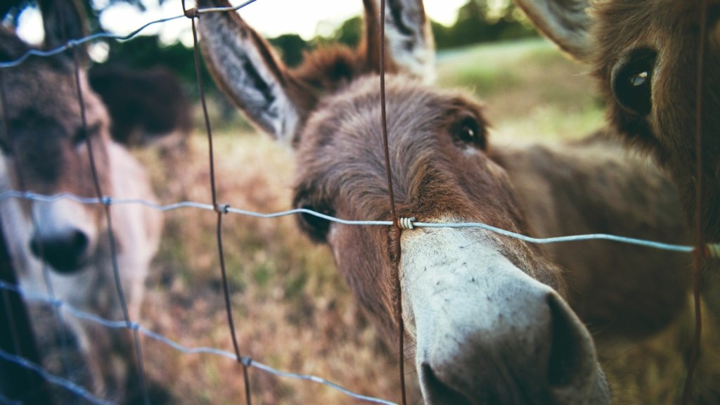 GAIDOURAKIA_UNSPLASH