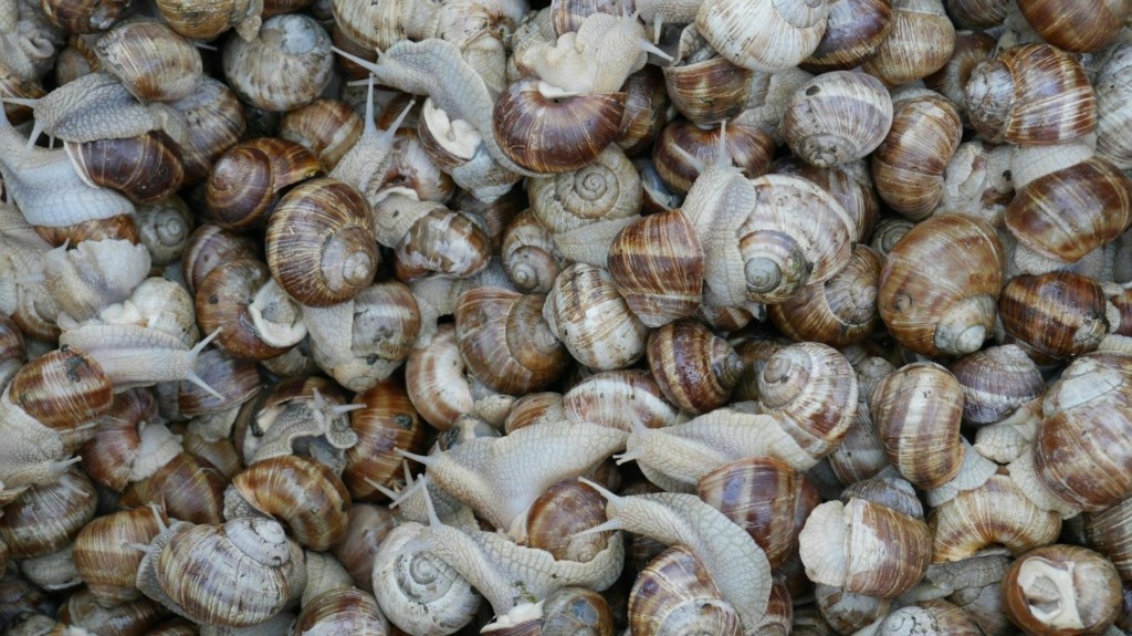 SNAILS_UNSPLASH