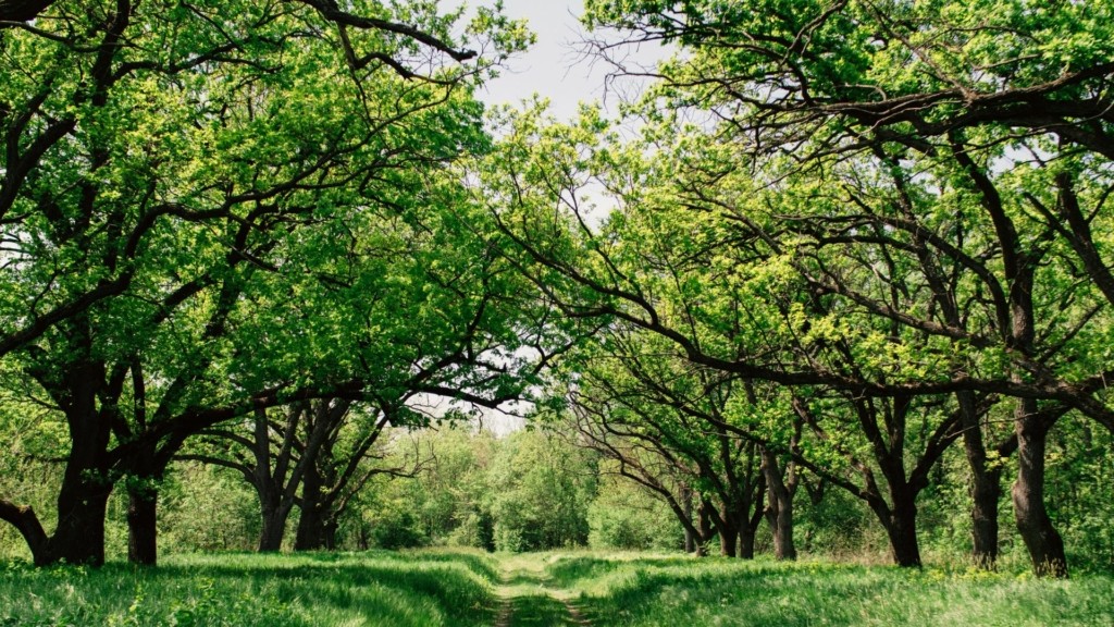 dasos_unsplash_dasotherapeia