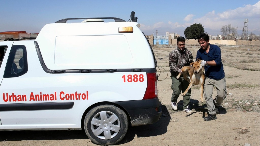 iran_dogs