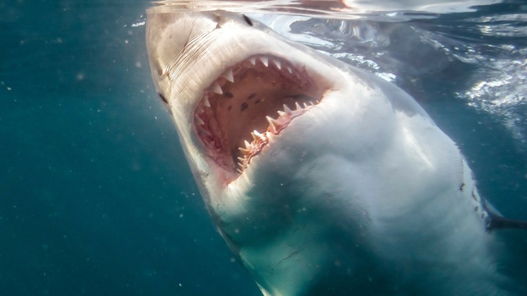 jaws