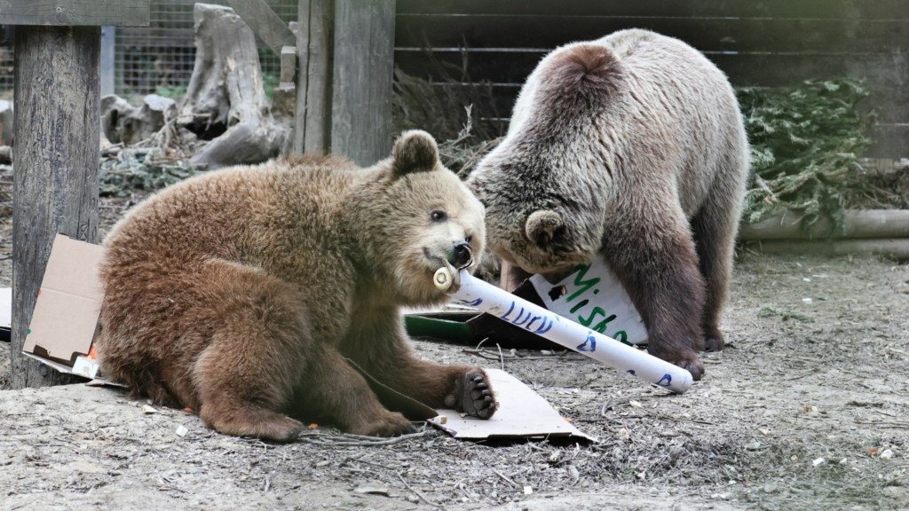mish_lucy_bears