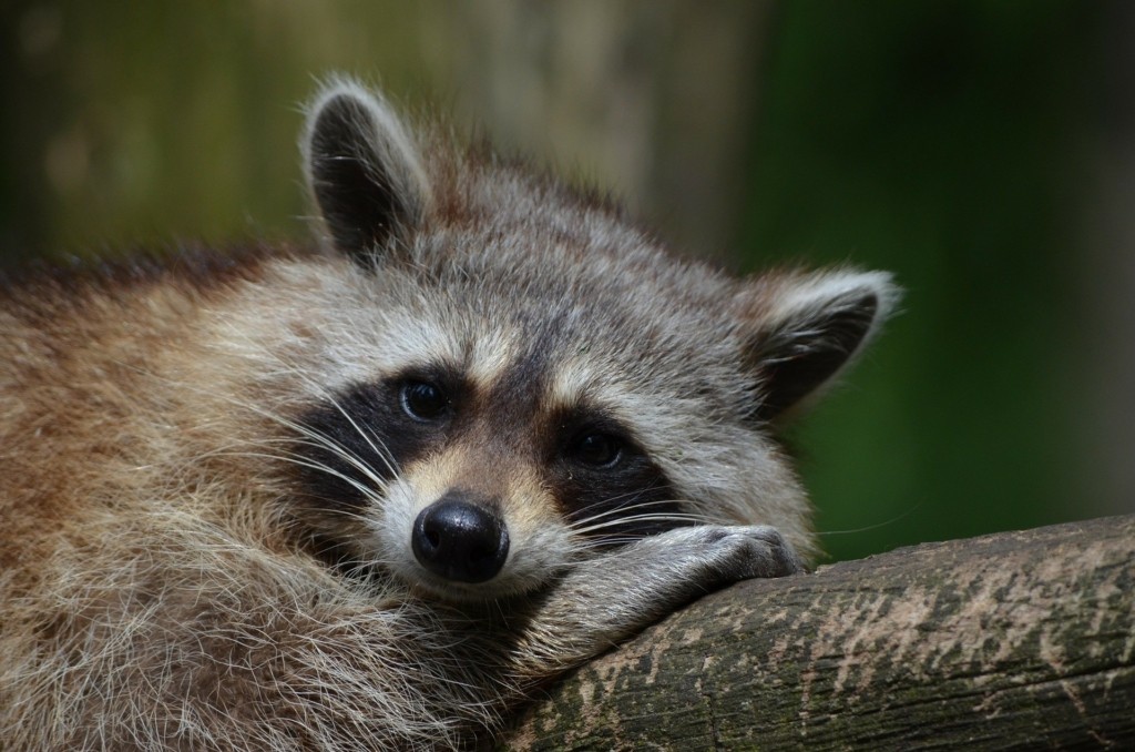 raccoon-365366_1920