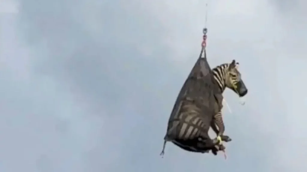 zebra