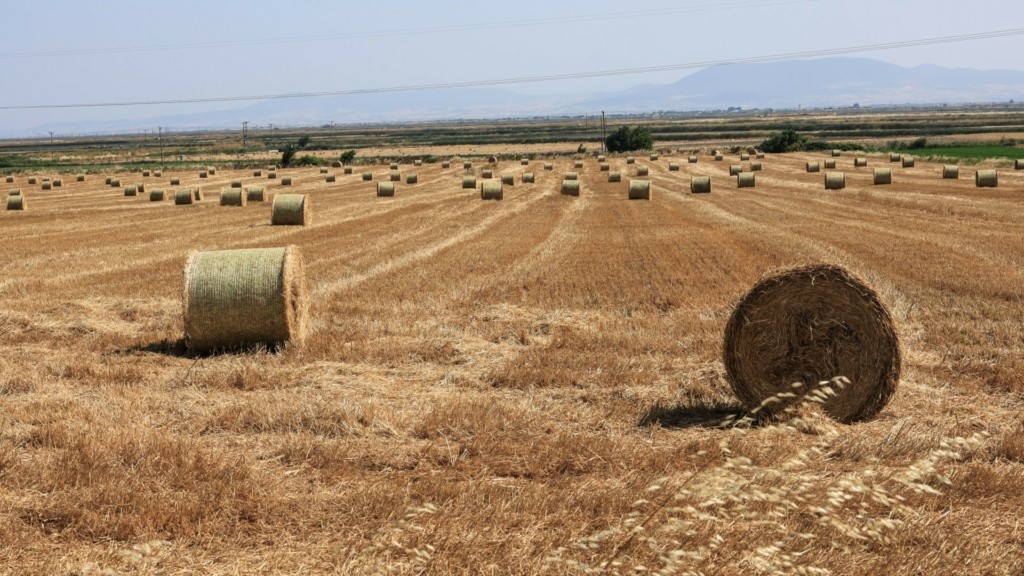 agrotes_new