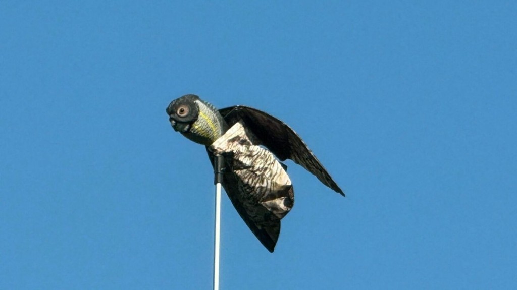 arpaktika