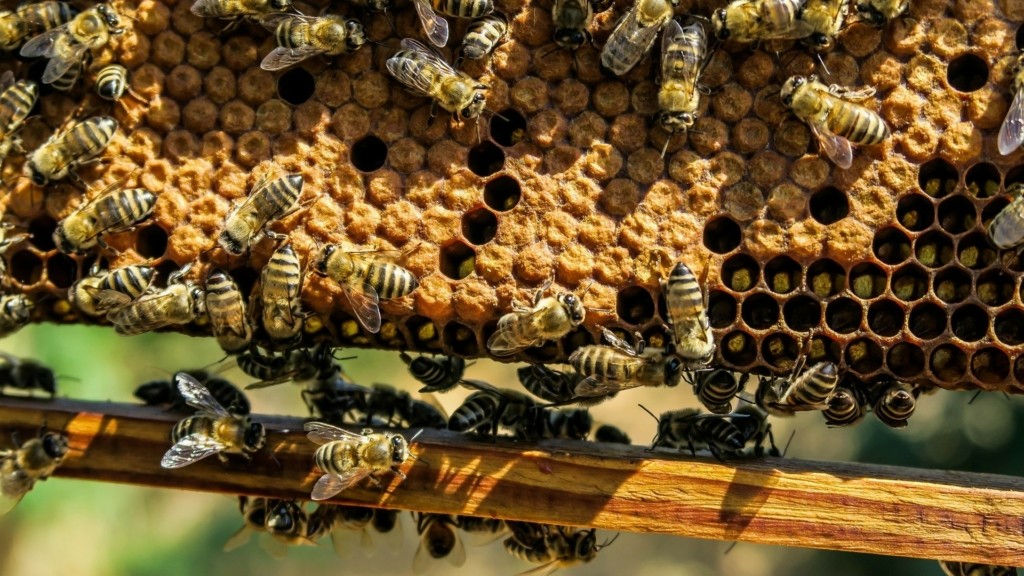 bees_honey_new