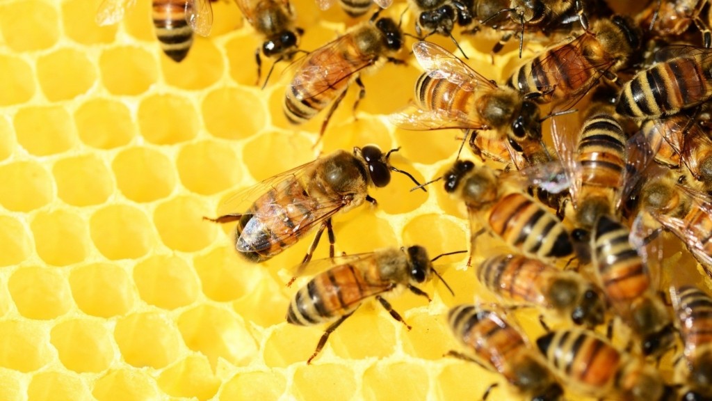 bees_new