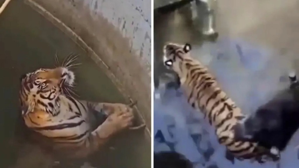 tiger new